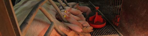 Sow with piglets