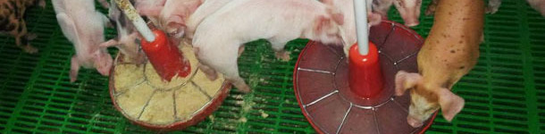 Piglets