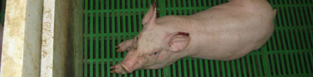 Piglet with advanced necroses on the tip of the ears complicated by a secondary infection.
