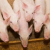 Developments in Phosphorus Nutrition in Pigs and Poultry