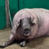 Jornada Porcino Ibérico