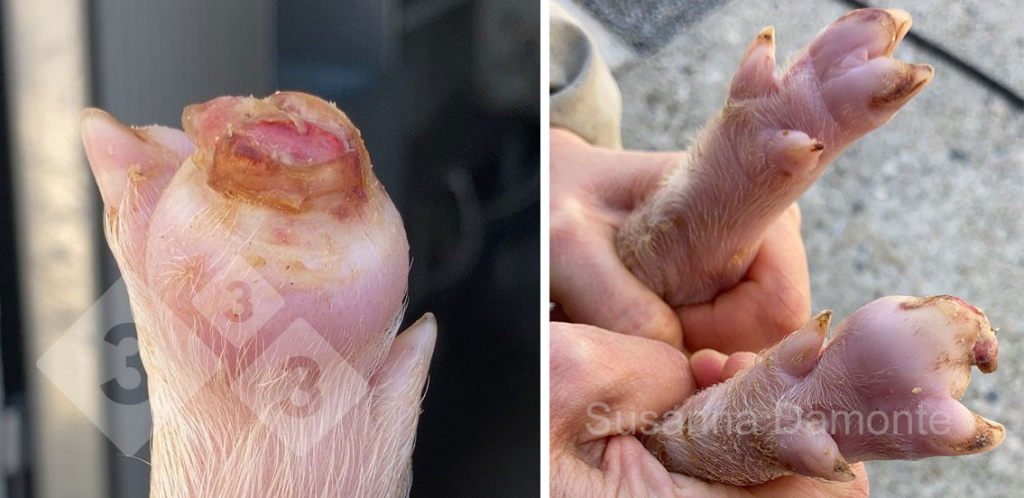 <p>Figure 3. Hoof loss in 15-day old piglet.</p>