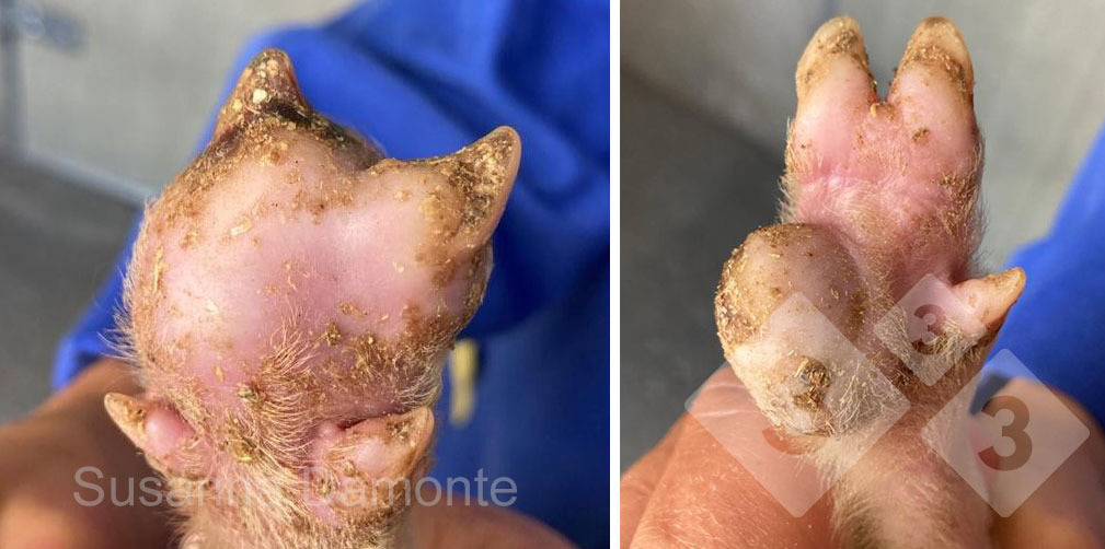 <p>Figure 2. Lesion on sole of 15-day old piglet.</p>