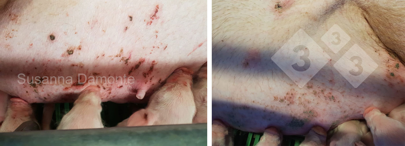 <p>Figure 11. Mammary lesion in a lactating sow.</p>