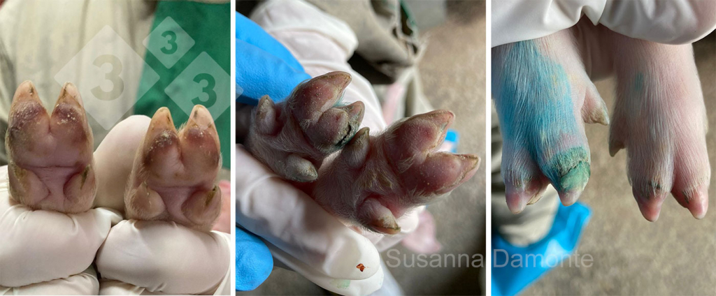 <p>Figure 6. Podal lesions (hoof pad and coronary band) at 4 days of age.</p>