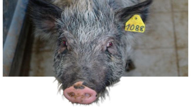 Partial or total change of colour from black to white