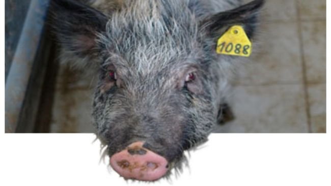 Partial or total change of colour from black to white