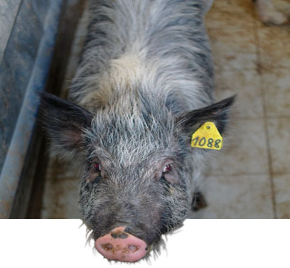 Heterosis (hybrid vigour) and inbreeding - Articles - pig333, pig to pork  community
