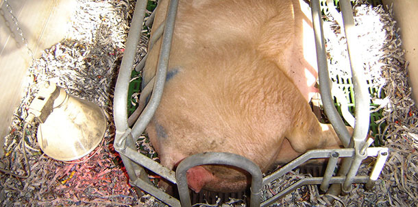 Farrowing pen ready to be used