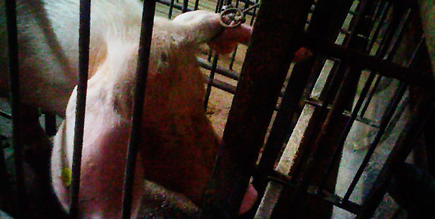 Restraining the sows with two lassos to draw blood from them