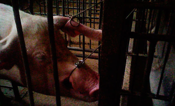 Restraining the sows with two lassos to draw blood from them