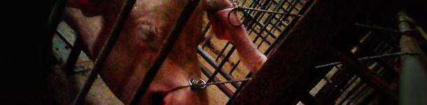 Restraining the sows with two pig holders to draw blood from them