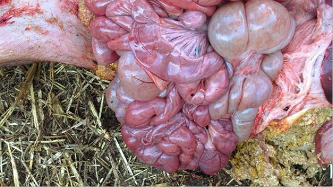 Haemorrhagic small intestine with normal full stomach.