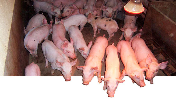 Growth and finisher pig traits are moderately heritable