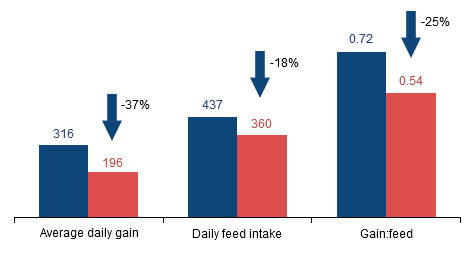 Phytate effect on piglet performance