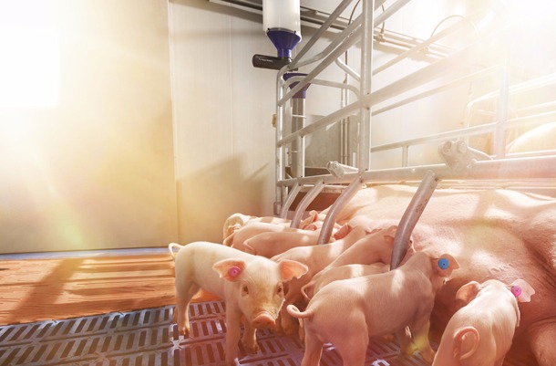 Nedap_Farrowing-Feeding-Ins.jpg