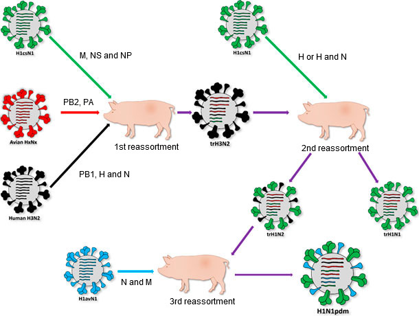 Origin of H1N1pdm