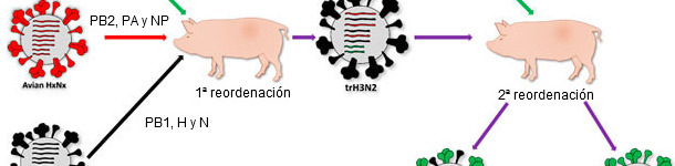 Origin of H1N1pdm