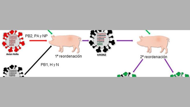 Origin of H1N1pdm