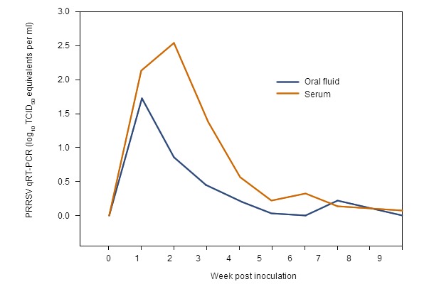 Serum and oral fluid PRRSV qRT-PCR results by post-inoculation week