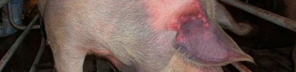 a&iuml;ve gilts were naturally infected with type 1 PRRSV and showed cyanosis (&ldquo;blue ear disease&rdquo;) in ear