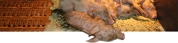 Suckling piglets severely affected by PEDV in a piglet producing farm in southern Germany