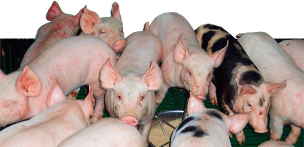 High weight of piglets at weaning