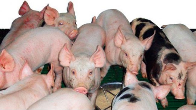 High weight of piglets at weaning