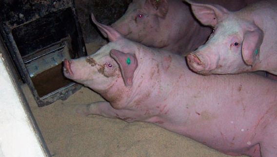 Desperdicio de pienso