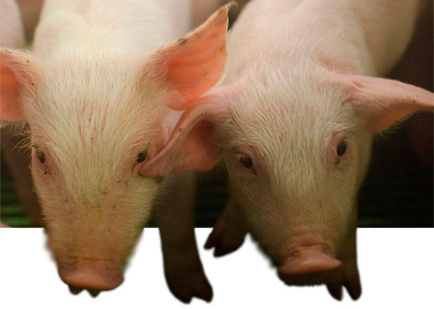 Anorexia in weaned piglets