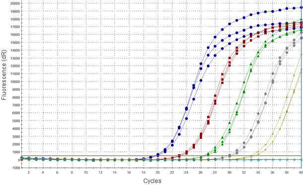 Amplification plots