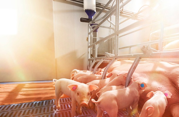 Nedap_Farrowing Feeding Installed - Horizontal.jpg