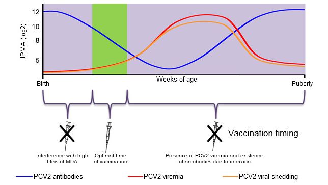 Optimal time for piglet PCV2 vaccination