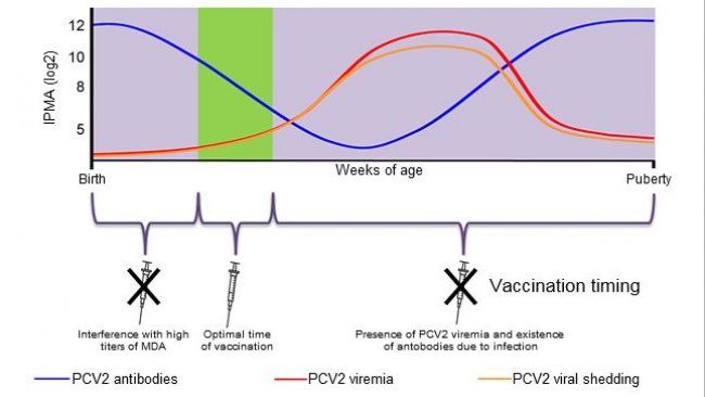 Optimal time for piglet PCV2 vaccination