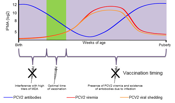 Optimal time for piglet PCV2 vaccination