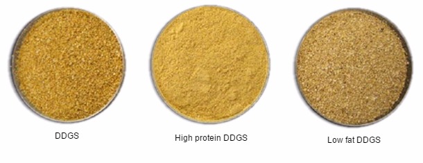 Image result for high protein ddgs image