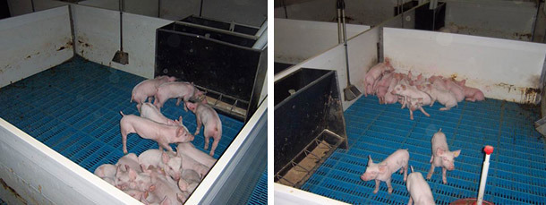 The placing of an extra creep feeder forces the piglets to move to a less comfortable area for resting.