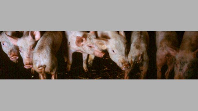 Weaned pigs with diarrhoea, showing varying degrees of weight loss and dehydration