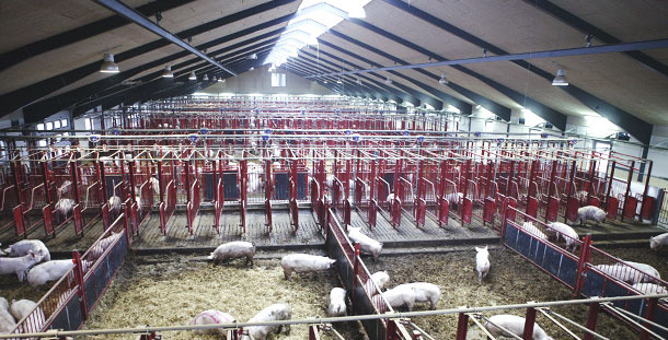 Farm with a translucent ceiling. We can see a considerable increase in lighting. As it is placed lengthwise and at a great height we get a more uniform lighting than with other layouts.
