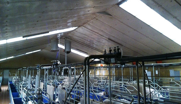 Farrowing room with translucid part placed across. The lighting is good, but less uniform than with a lengthwise layout.