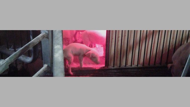 Nests in the corridor