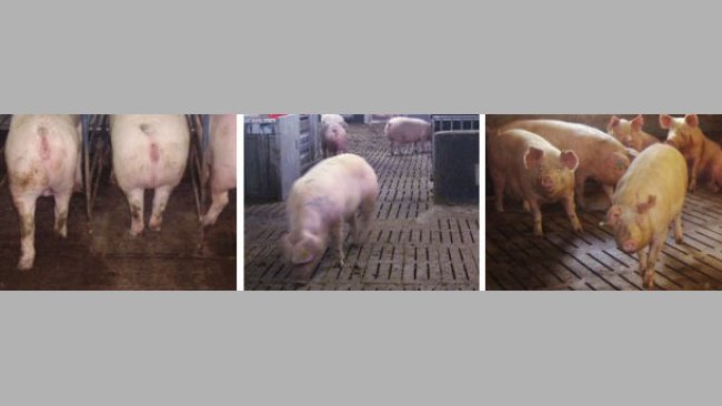 The Key Causes Of Lameness In Sows Articles Pig333 Pig To Pork Community