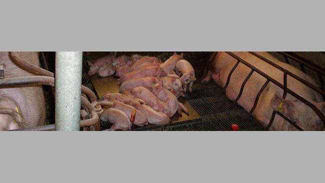 Use of the space in the farrowing pens
