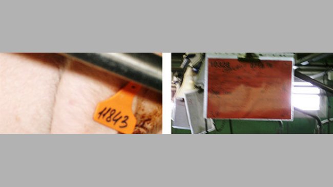 Distinguishing sows with different genetics using cards and ear tags with different colours