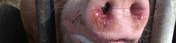 Erythema multiforme and respiratory disease in sows/gilts housed in group systems