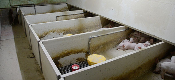 Automatic continuous milk dispensing with a closed loop system