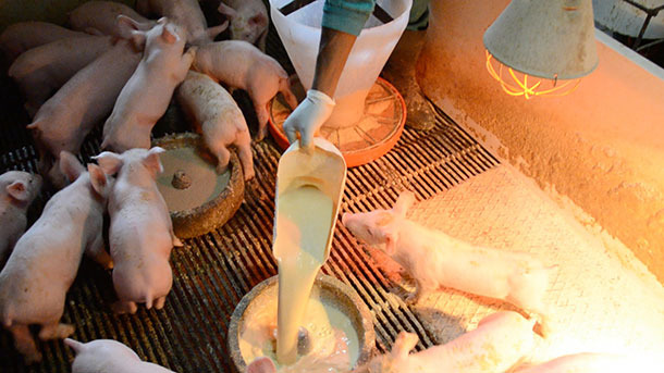 Manual milk dispensing in feeding pans in transition