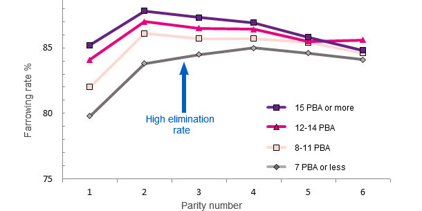 Life performance of a sow based on the number of LB at first farrowing