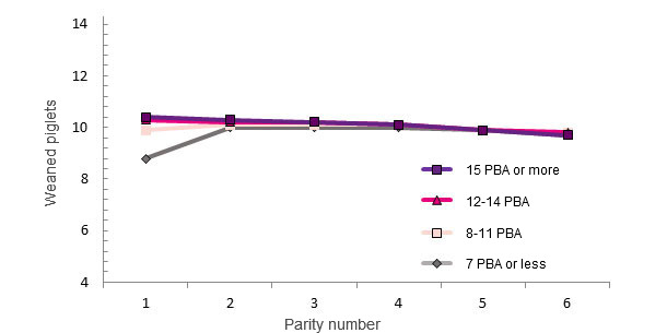 Life performance of a sow based on the number of LB at first farrowing