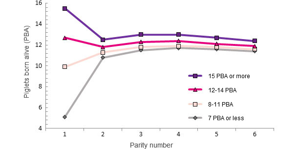 Life performance of a sow based on the number of PBA at first farrowing